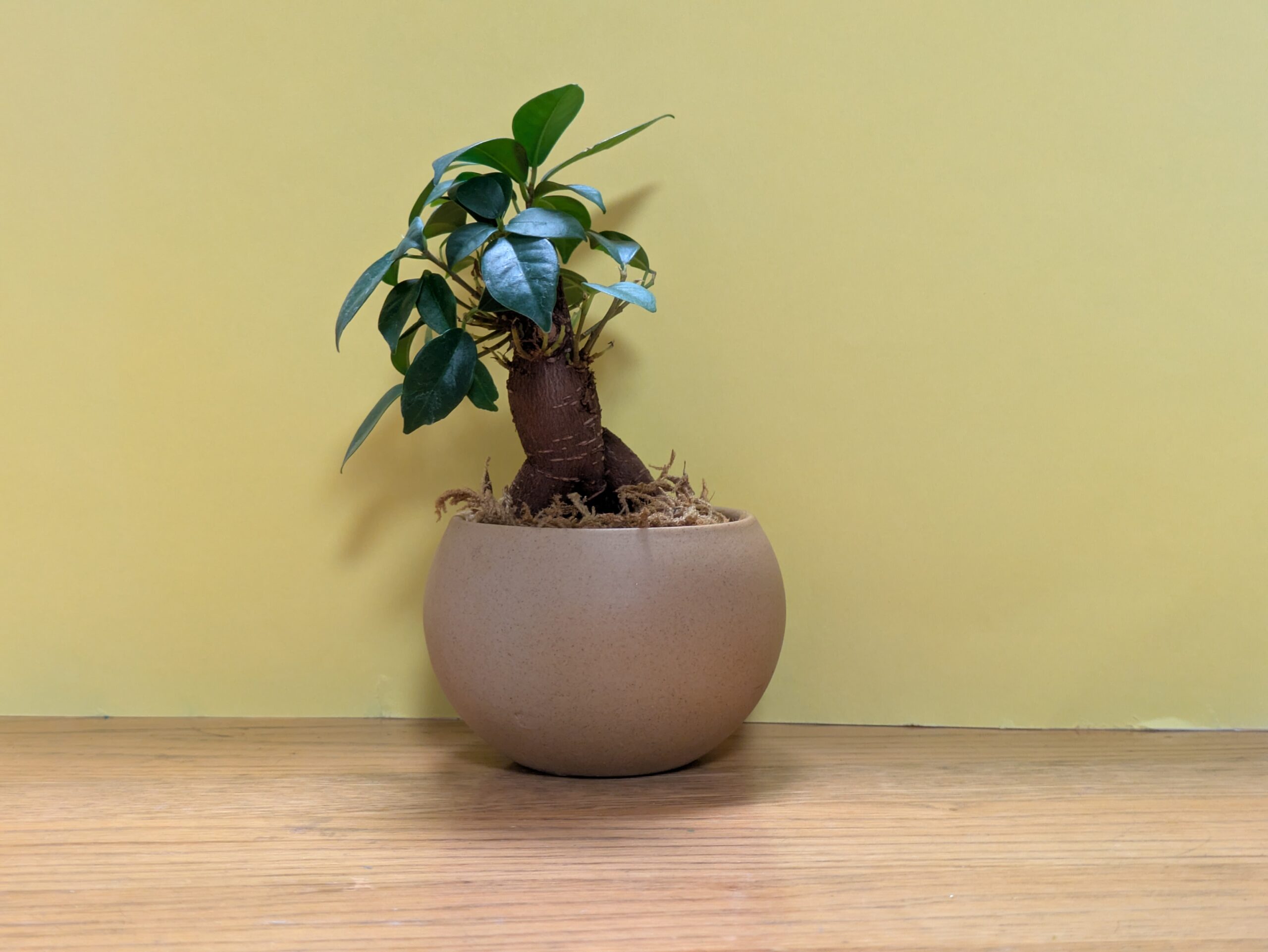 玄鏡楼麻（Genkyo_Roma）のアバター